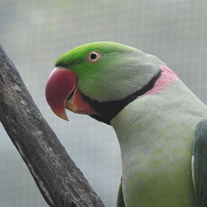 Alexandrine Parakeet