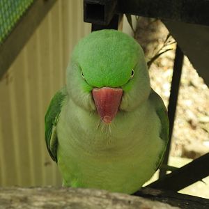 Alexandrine Parakeet