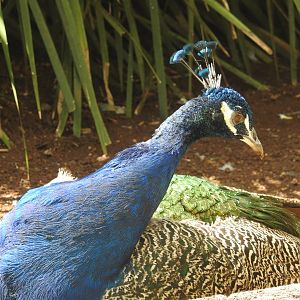 Indian Peafowl