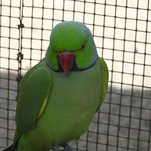 Rose-Ringed Parakeet