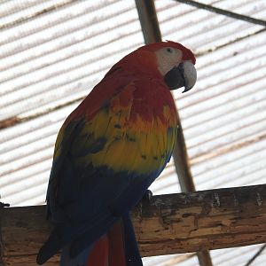 Scarlet Macaw