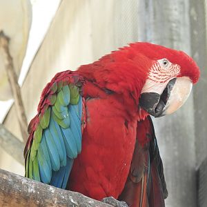 Green-Winged Macaw