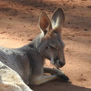 Red Kangaroo