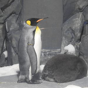 King Penguins
