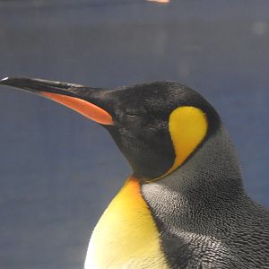 King Penguin