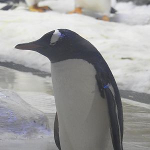Gentoo Penguin