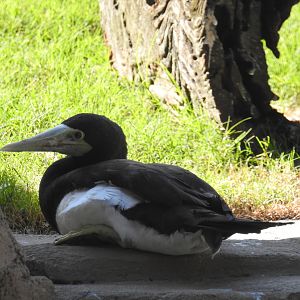 Brown Booby