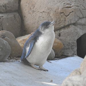 Little Penguin