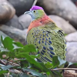 Superb Fruit-Dove