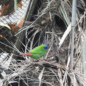 Blue-Faced Parrot-Finch