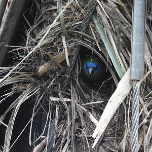 Blue-Faced Parrot-Finch