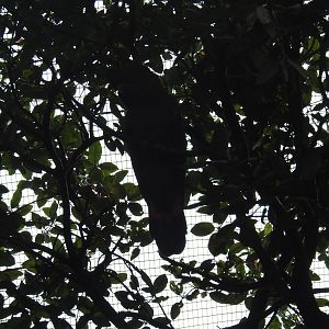 Glossy Black-Cockatoo (male)