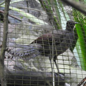 Superb Lyrebird (male)