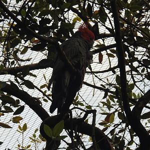Gang-Gang Cockatoos (pair)