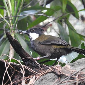 Eastern Whipbird