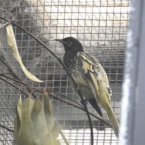Regent Honeyeater