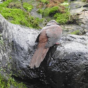 Brown Cuckoo-Dove