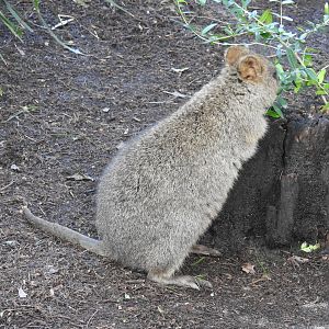 Quokka