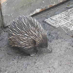Short-Beaked Echidna