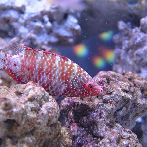 Snooty wrasse (Cheilinus oxycephalus)