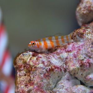 Candy-cane pygmy goby (Trimma cana)