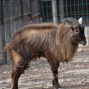 Himalayan tahr (Hemitragus jemlahicus)