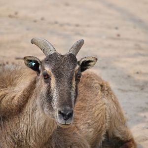 Himalayan tahr (Hemitragus jemlahicus)