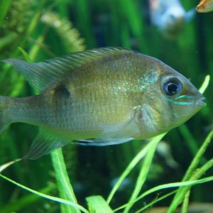 Cichlid ID