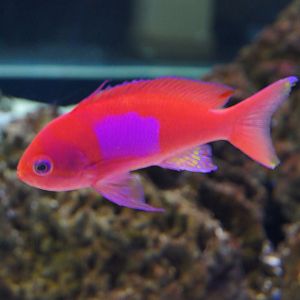 Underwater Beauty - Pseudanthias pleurotaenia
