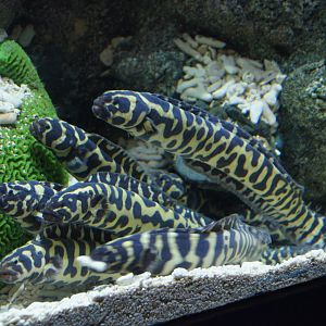 Wild Reef- Engineer Gobies