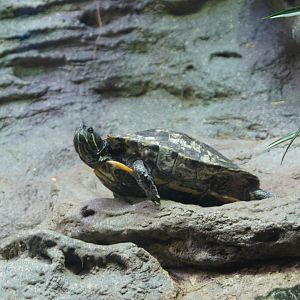 Islands & Lakes - Red-eared slider