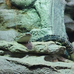 Islands & Lakes - Alligator