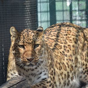leopard (Panthera pardus)