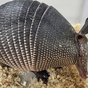 Nine-banded armadillo