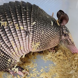 Nine-banded armadillo