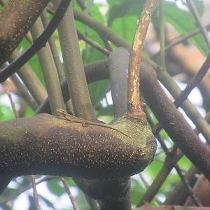 03-2023 Leopard Anole