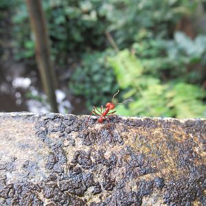 03-2023 Leaf cutter ant