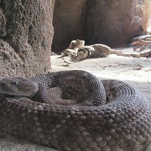 03-2023 Red diamond rattlesnake