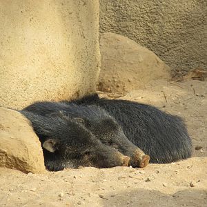 03-2023 Collared peccary