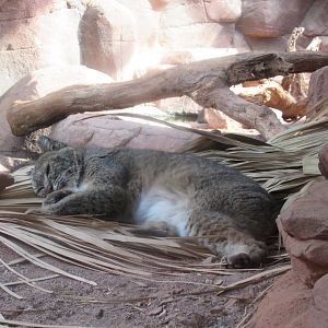 03-2023 Bobcat