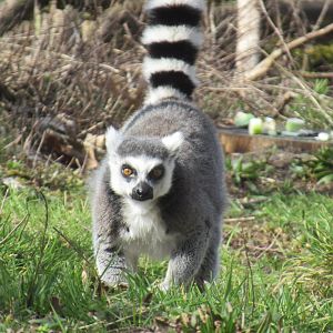 03-2023 Ring tailed lemur