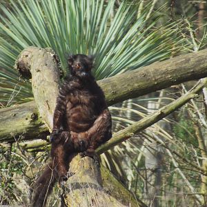 03-2023 Black lemur