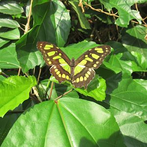 03-2023 Malachite butterfly