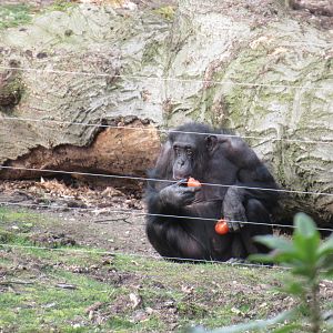03-2023 foraging Chimpansee