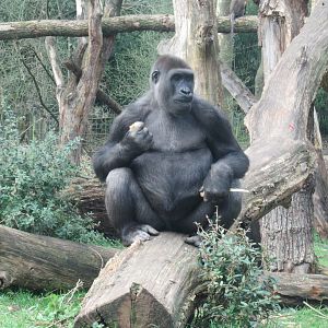 03-2023 Western Gorilla