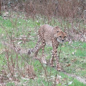 03-2023 Cheetah