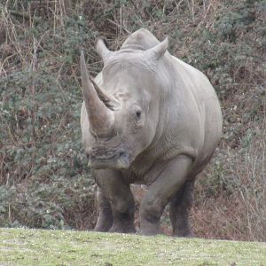 03-2023 White rhinoceros