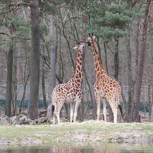 03-2023 Rothschild's giraffes