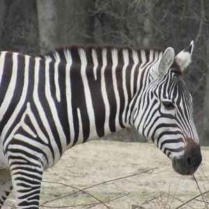03-2023 Grant's zebra