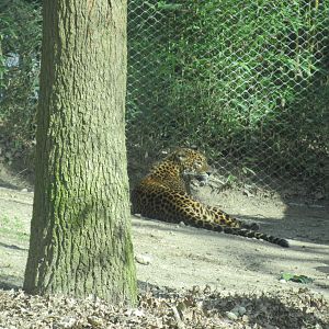 03-2023 Sri Lankan leopard